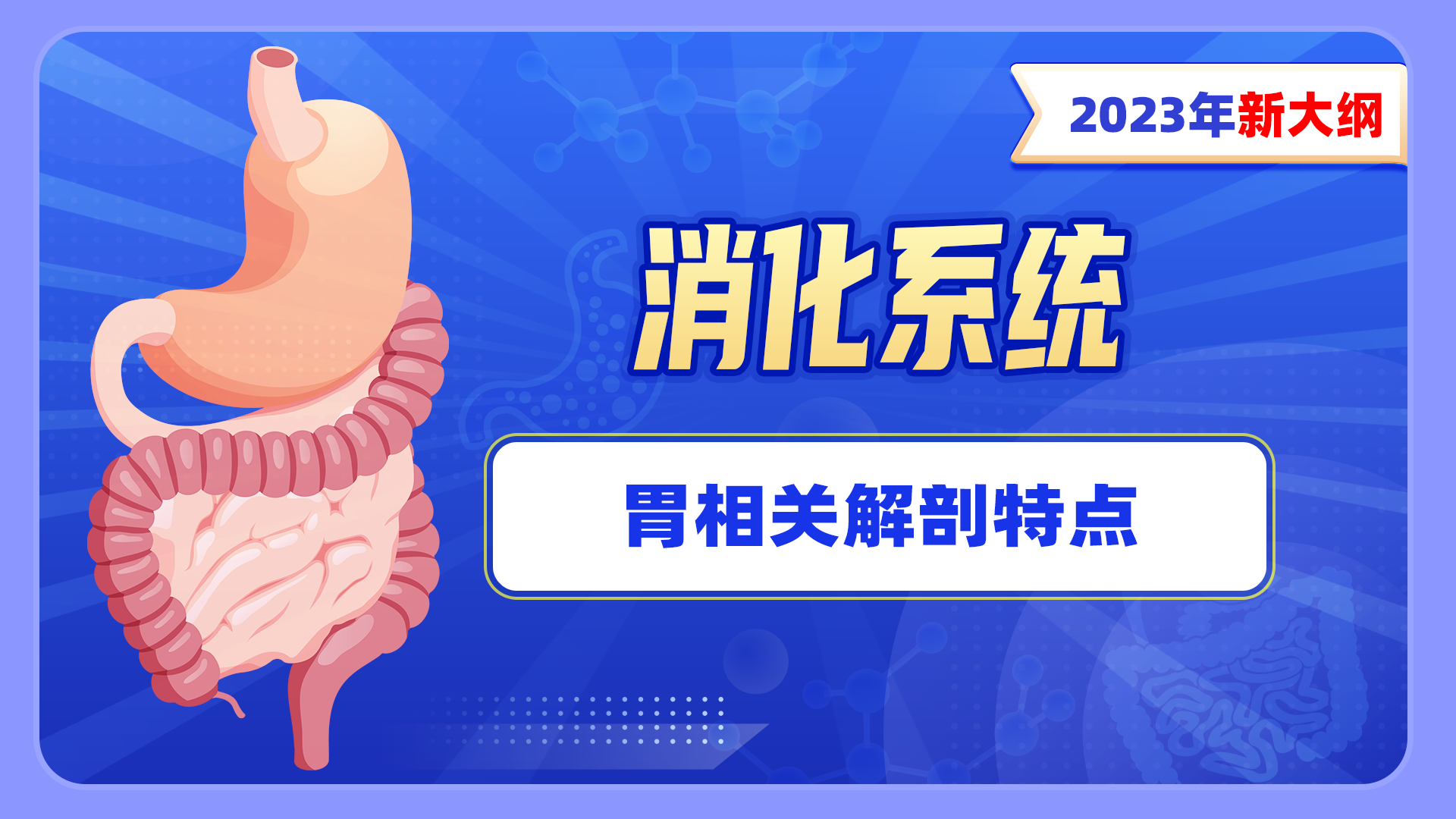 【2023年新大纲】消化系统-胃相关解剖特点