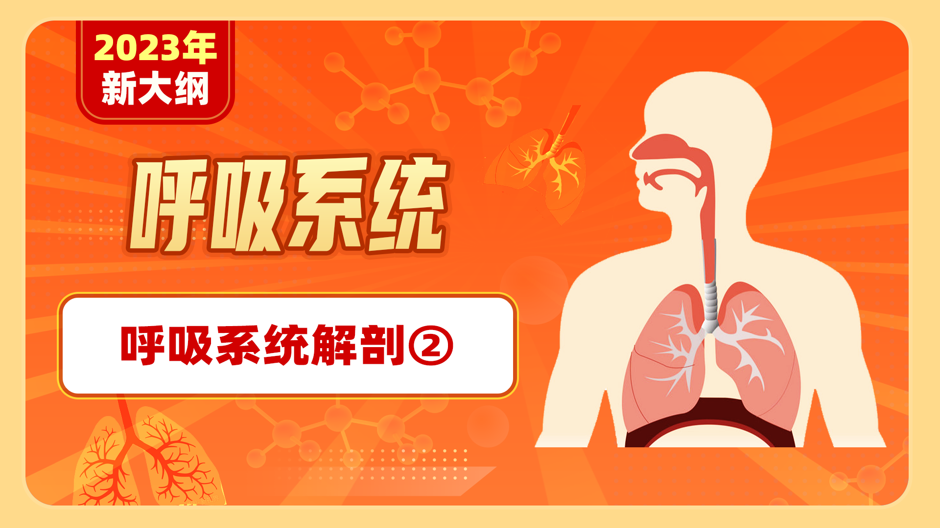 【2023年新大纲】呼吸系统-呼吸系统解剖②