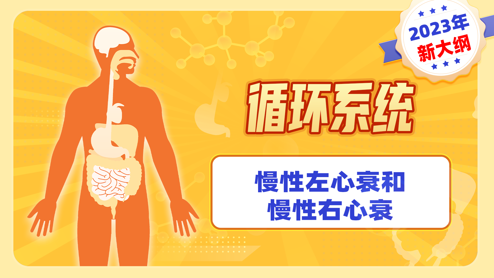 【2023年新大纲】循环系统-慢性左心衰和慢性右心衰