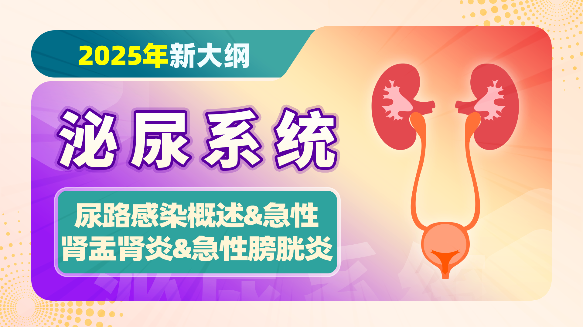 【2025新大纲】泌尿系统-尿路感染概述、急性肾盂肾炎及急性膀胱炎